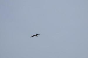 gaivotas selvagens na natureza ao longo das falésias da costa brava catalã, mediterrâneo, espanha. foto