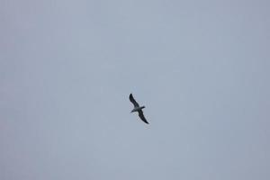 gaivotas selvagens na natureza ao longo das falésias da costa brava catalã, mediterrâneo, espanha. foto