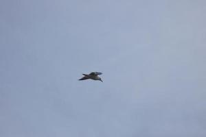 gaivotas selvagens na natureza ao longo das falésias da costa brava catalã, mediterrâneo, espanha. foto