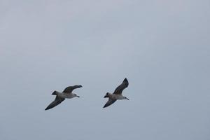 gaivotas selvagens na natureza ao longo das falésias da costa brava catalã, mediterrâneo, espanha. foto