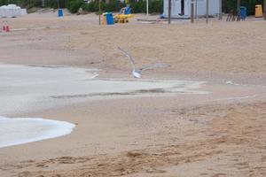 espuma das ondas ao chegarem à areia da praia foto