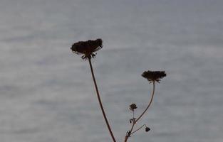 flores secas e folhas mediterrâneas com fundo marinho foto