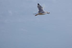 gaivotas selvagens na natureza ao longo das falésias da costa brava catalã, mediterrâneo, espanha. foto