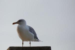 gaivotas selvagens na natureza ao longo das falésias da costa brava catalã, mediterrâneo, espanha. foto