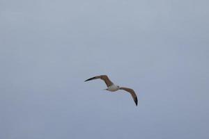 gaivotas selvagens na natureza ao longo das falésias da costa brava catalã, mediterrâneo, espanha. foto