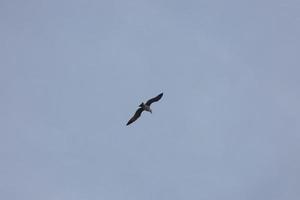 gaivotas selvagens na natureza ao longo das falésias da costa brava catalã, mediterrâneo, espanha. foto