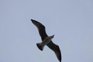 gaivotas selvagens na natureza ao longo das falésias da costa brava catalã, mediterrâneo, espanha. foto