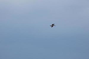 gaivotas selvagens na natureza ao longo das falésias da costa brava catalã, mediterrâneo, espanha. foto