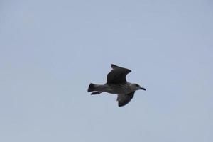 gaivotas voando no céu mediterrâneo, pássaros selvagens na costa catalã, espanha foto