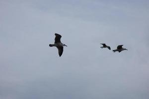 gaivotas selvagens na natureza ao longo das falésias da costa brava catalã, mediterrâneo, espanha. foto