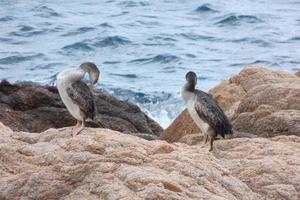 marinha corbaran na costa mediterrânea, ave marinha foto