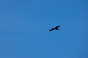 gaivotas selvagens na natureza ao longo das falésias da costa brava catalã, mediterrâneo, espanha. foto