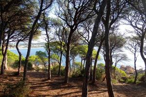 caminho de ronda, uma estrada paralela à costa brava catalã, localizada no mar mediterrâneo, no norte da catalunha, espanha. foto