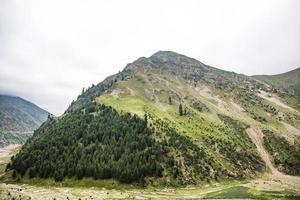 belas árvores floresta paisagem naran jhalkand foto