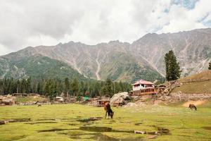 horas pastando no pasto prados de fadas nanga parbat montanhas ponto de vista foto