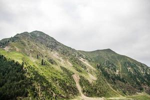 belas árvores floresta paisagem naran jhalkand foto