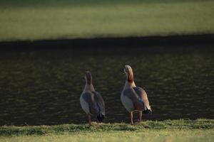 família de gansos egípcios em pé na grama perto do lago foto