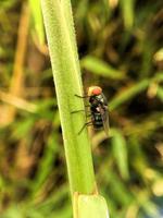 drosófila exótica mosca da fruta díptero inseto na planta foto