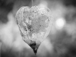 physalis fotografada a preto e branco, em que a casca do lampião se desintegrou foto