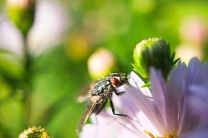 varejeira em uma flor tomada como macro. em um prado no jardim. tiro macro. insetos foto