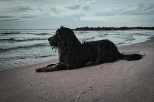 goldendoodle está deitado na praia à beira-mar e pronto para jogar. ondas na água foto