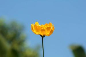 linda flor amarela do cosmos em um fundo de céu azul brilhante à noite no jardim de um fazendeiro, plantada ao lado da casa e cresce naturalmente. há espaço para escrever mensagens e cartazes. foto