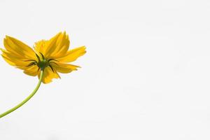 lindas flores amarelas starburst ou flores cosmos na natureza em um fundo branco, na natureza uma cor amarela clara, muito espaço para escrever e fazer um pôster. foto