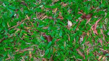 linda grama verde com folhas secas ao fundo foto