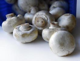 cogumelos porcini despejados. um monte de champignons caiu da embalagem. cogumelos espalhados em um fundo branco. foto