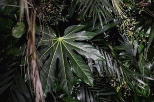 folha verde e fundo de palmas foto