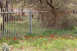 plantas verdes e flores crescem ao longo da cerca. foto