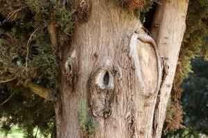 textura de tronco de árvore e casca de árvore. foto