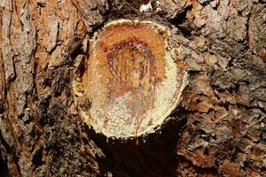 textura de tronco de árvore e casca de árvore. foto