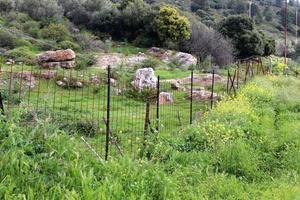 plantas verdes e flores crescem ao longo da cerca. foto