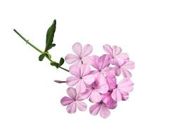 flores de erva-de-chumbo ou plumbago branco. feche o buquê de flores pequenas rosa-roxo isolado no fundo branco. foto