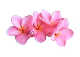 plumeria ou frangipani ou flor da árvore do templo. feche o buquê de flores exóticas de plumeria rosa isolado no fundo branco. foto