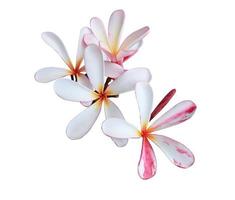 plumeria ou frangipani ou flor da árvore do templo. feche o buquê de flores de plumeria amarelo-rosa isolado no fundo branco. bando de flores exóticas de vista superior. foto