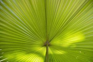 folhas de palmeira verdes naturais tropicais padrão textura fundo abstrato foto