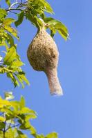 Baya tecelão ninho de pássaro galho na árvore foto