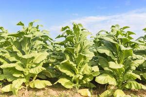 campo de nicotiana tabacum foto