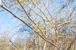 galhos de árvores com nova folhagem no parque na primavera foto