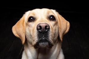 retrato de um cão labrador retriever em um fundo preto isolado. foto