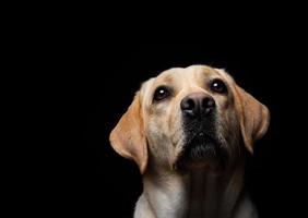 retrato de um cão labrador retriever em um fundo preto isolado. foto