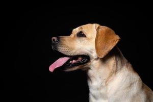 retrato de um cão labrador retriever em um fundo preto isolado. foto