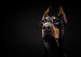 retrato de um cão doberman em um fundo preto isolado. foto