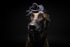 retrato de um cão pastor belga em um cocar. carnaval ou dia das bruxas. foto