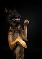 retrato de um cão pastor belga em um fundo preto isolado. foto