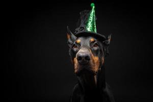 retrato de um cão doberman em um cocar. carnaval ou dia das bruxas. foto