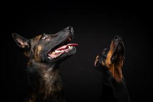 retrato de um cão pastor belga e um doberman em um fundo preto isolado. foto