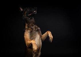 retrato de um cão pastor belga em um fundo preto isolado. foto